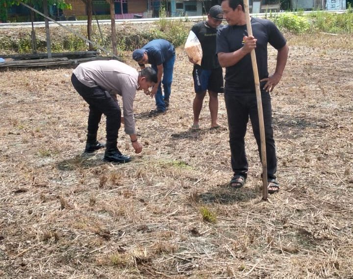 Polsek Kampar Garap 2 Hectar Lahan Untuk Penanaman Jagung, Dukung Program Asta Cita Ketahanan Pangan Desa Kayu Aro