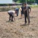 Polsek Kampar Garap 2 Hectar Lahan Untuk Penanaman Jagung, Dukung Program Asta Cita Ketahanan Pangan Desa Kayu Aro