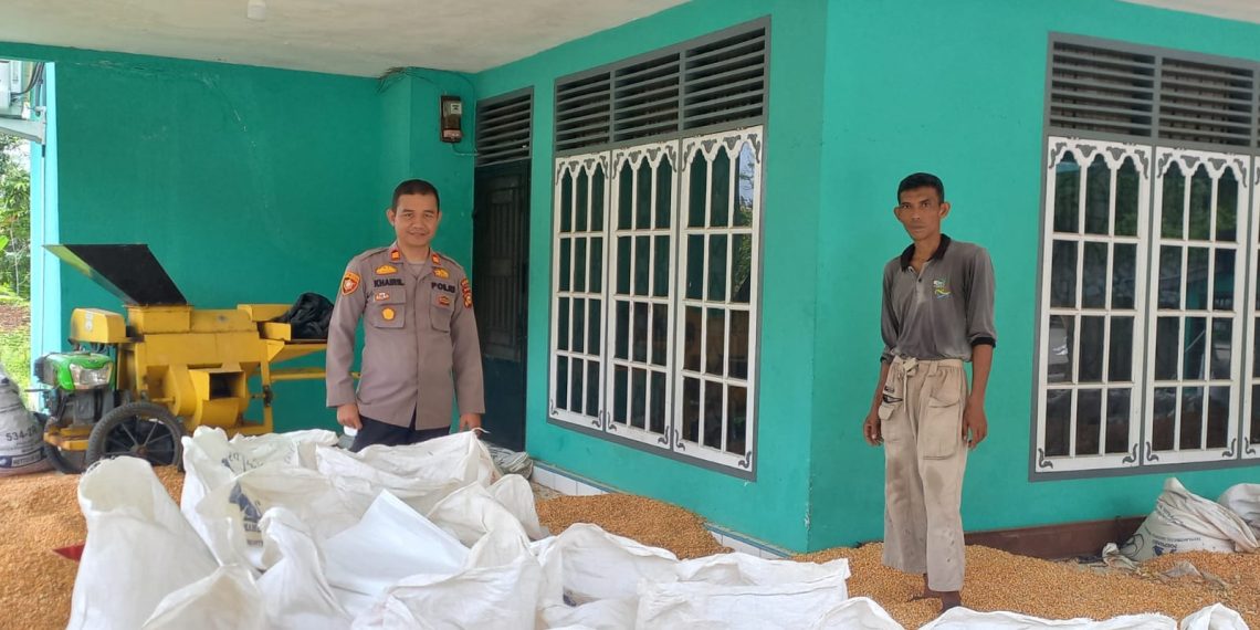 Polsek Tapung Hilir Hasilkan 4 Ton Jagung Pipil – Siap Dijual Ke Bulog Tandun Melalui Bulog Kampar”