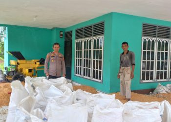 Polsek Tapung Hilir Hasilkan 4 Ton Jagung Pipil – Siap Dijual Ke Bulog Tandun Melalui Bulog Kampar”