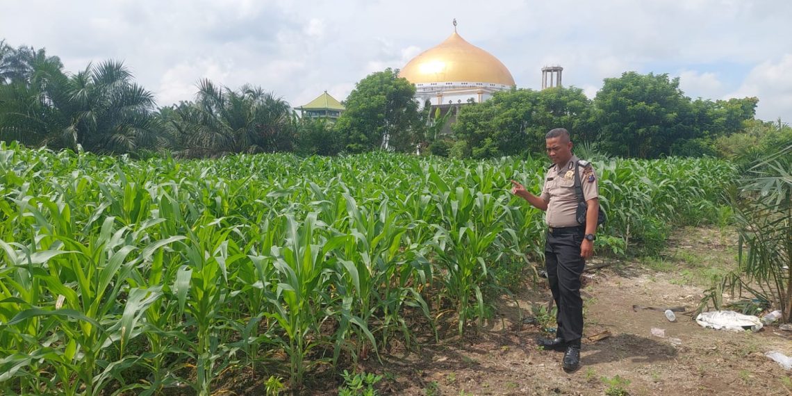 BHABINKAMTIBMAS DESA PLAMBAIAN MONITORING TANAMAN JAGUNG – WUJUD NYATA POLRI DUKUNG KETAHTANAN PANGAN”