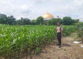BHABINKAMTIBMAS DESA PLAMBAIAN MONITORING TANAMAN JAGUNG – WUJUD NYATA POLRI DUKUNG KETAHTANAN PANGAN”