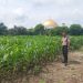 BHABINKAMTIBMAS DESA PLAMBAIAN MONITORING TANAMAN JAGUNG – WUJUD NYATA POLRI DUKUNG KETAHTANAN PANGAN”