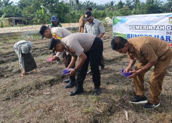 “Bersama Kelompok Tani Harapan Makmur, Polsek Perhentian Raja Tanam Jagung Pipil untuk Swasembada Pangan”
