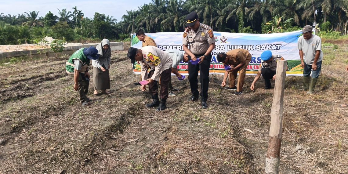 Gotong-Royong Penanaman Jagung Pipil di Desa Lubuk Sakat – Polsek Perhentian Raja Bantu Wujudkan Swasembada Pangan”