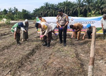 Gotong-Royong Penanaman Jagung Pipil di Desa Lubuk Sakat – Polsek Perhentian Raja Bantu Wujudkan Swasembada Pangan”