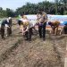 Gotong-Royong Penanaman Jagung Pipil di Desa Lubuk Sakat – Polsek Perhentian Raja Bantu Wujudkan Swasembada Pangan”