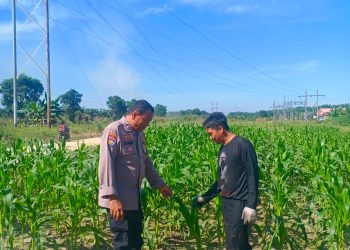 Bhabinkamtibmas Trimanunggal bersama Petani Cek Tanaman Jagung