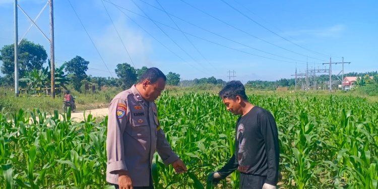 Bhabinkamtibmas Trimanunggal bersama Petani Cek Tanaman Jagung