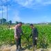 Bhabinkamtibmas Trimanunggal bersama Petani Cek Tanaman Jagung