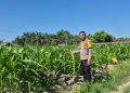 Polsek Logas Tanah Darat Monitor Tanaman Jagung – Desa Sukaraja Tunjukkan Progres Positif”