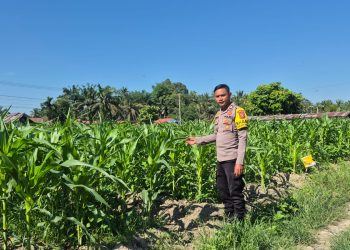 Polsek Logas Tanah Darat Monitor Tanaman Jagung – Desa Sukaraja Tunjukkan Progres Positif”