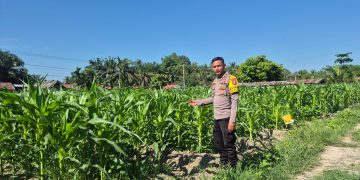 Polsek Logas Tanah Darat Monitor Tanaman Jagung – Desa Sukaraja Tunjukkan Progres Positif”