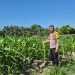 Polsek Logas Tanah Darat Monitor Tanaman Jagung – Desa Sukaraja Tunjukkan Progres Positif”