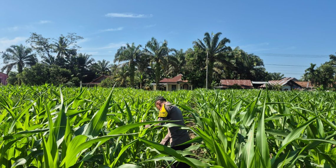 Lahan Desa Sukaraja Diisi Jagung Pipil – Polsek Ltd Dukung Swassembada Pangan”