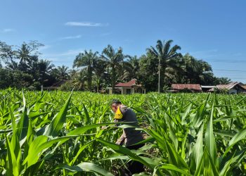 Lahan Desa Sukaraja Diisi Jagung Pipil – Polsek Ltd Dukung Swassembada Pangan”