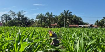 Lahan Desa Sukaraja Diisi Jagung Pipil – Polsek Ltd Dukung Swassembada Pangan”