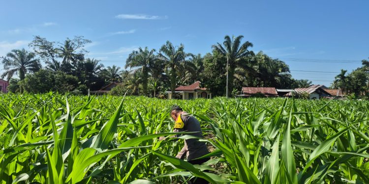 Lahan Desa Sukaraja Diisi Jagung Pipil – Polsek Ltd Dukung Swassembada Pangan”