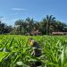 Lahan Desa Sukaraja Diisi Jagung Pipil – Polsek Ltd Dukung Swassembada Pangan”