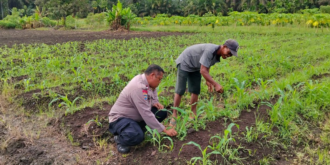 “POLRI HADIR DI TENGAH PETANI – PENGECEKAN JAGUNG DESA TANJUNG SAWIT DUKUNG SWASSEMBADA PANGAN NASIONAL”
