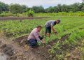 “POLRI HADIR DI TENGAH PETANI – PENGECEKAN JAGUNG DESA TANJUNG SAWIT DUKUNG SWASSEMBADA PANGAN NASIONAL”