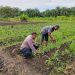 “POLRI HADIR DI TENGAH PETANI – PENGECEKAN JAGUNG DESA TANJUNG SAWIT DUKUNG SWASSEMBADA PANGAN NASIONAL”