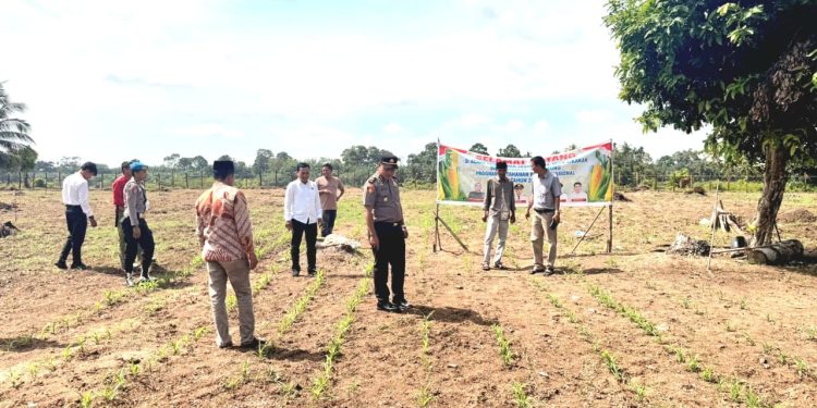 SINERGI POLRI & PEMDA KUANSING – PENGECEKAN LAHAN KETAHTANAN PANGAN DI DESA SIKAKAK”
