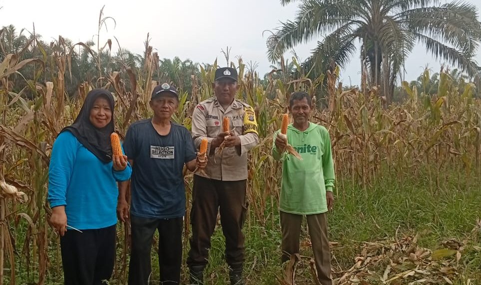 PROGRAM ASTA CITA PRESIDEN TERWUJUD – PANEN RAYA JAGUNG DESA GIRI SAKO MERIAHKAN” 