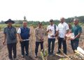 KAPOLSEK KKH HADIR PENANAMAN JAGUNG PIPIL TUMPANG SARI – 0,5 HECTARE LAHAN DUKUNG KETAHTANAN PANGAN”