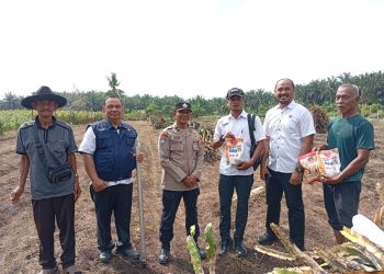KAPOLSEK KKH HADIR PENANAMAN JAGUNG PIPIL TUMPANG SARI – 0,5 HECTARE LAHAN DUKUNG KETAHTANAN PANGAN”