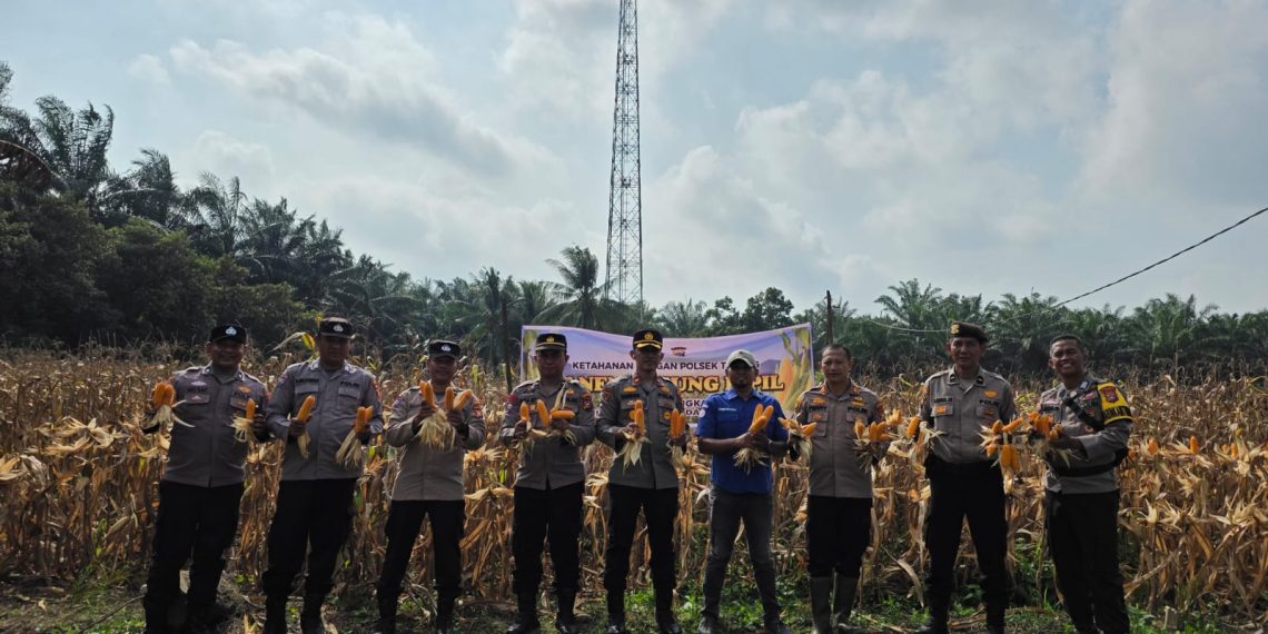 POLSEK TAPUNG MELAKSANAKAN PANEN JAGUNG BERSAMA PETANI DI Ds. INDRAPURI