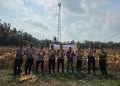 POLSEK TAPUNG MELAKSANAKAN PANEN JAGUNG BERSAMA PETANI DI Ds. INDRAPURI