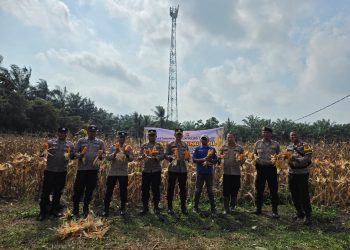 POLSEK TAPUNG MELAKSANAKAN PANEN JAGUNG BERSAMA PETANI DI Ds. INDRAPURI