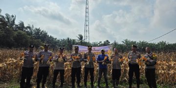 POLSEK TAPUNG MELAKSANAKAN PANEN JAGUNG BERSAMA PETANI DI Ds. INDRAPURI