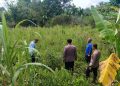 Tak Kenal Lelah Kapolsek Tapung Melakukan Pengecekan Lahan Untuk Penanaman Jagung Pipil