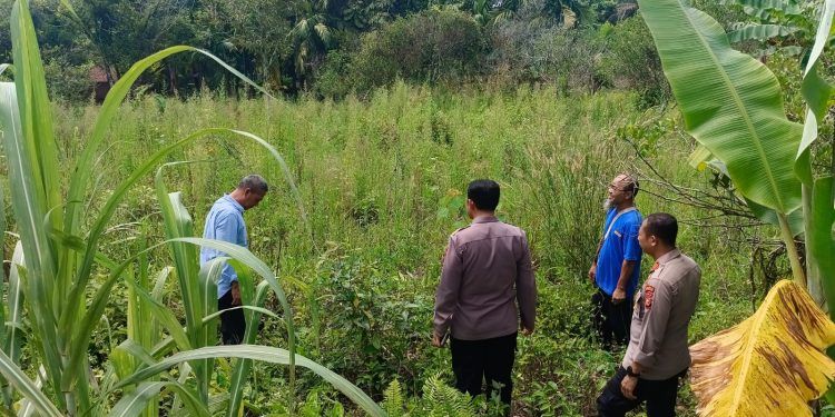 Tak Kenal Lelah Kapolsek Tapung Melakukan Pengecekan Lahan Untuk Penanaman Jagung Pipil