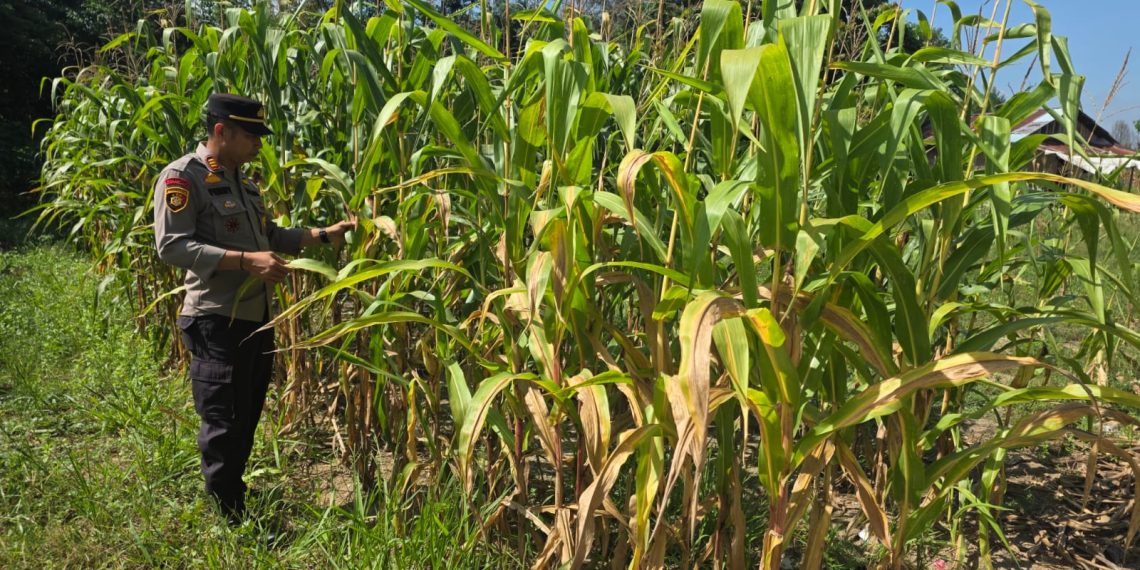 Jajaran Polsek Tapung Melaksanakan Pengecekan Perkembangan tanaman Jagung Pipil di Desa Karya Indah