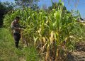 Jajaran Polsek Tapung Melaksanakan Pengecekan Perkembangan tanaman Jagung Pipil di Desa Karya Indah