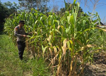 Jajaran Polsek Tapung Melaksanakan Pengecekan Perkembangan tanaman Jagung Pipil di Desa Karya Indah