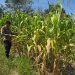 Jajaran Polsek Tapung Melaksanakan Pengecekan Perkembangan tanaman Jagung Pipil di Desa Karya Indah