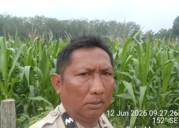 BHABINKAMTIBMAS POLSEK LTD – CEK TANAMAN JAGUNG DUKUNG SWASMBADA PANGAN”