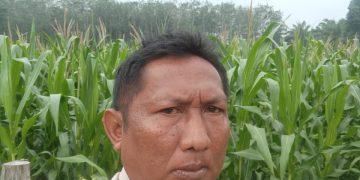 BHABINKAMTIBMAS POLSEK LTD – CEK TANAMAN JAGUNG DUKUNG SWASMBADA PANGAN”