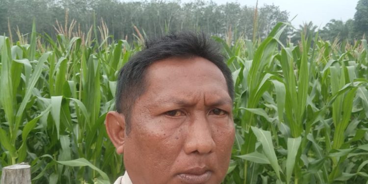 BHABINKAMTIBMAS POLSEK LTD – CEK TANAMAN JAGUNG DUKUNG SWASMBADA PANGAN”