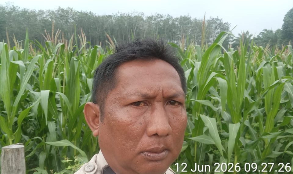 BHABINKAMTIBMAS POLSEK LTD – CEK TANAMAN JAGUNG DUKUNG SWASMBADA PANGAN”