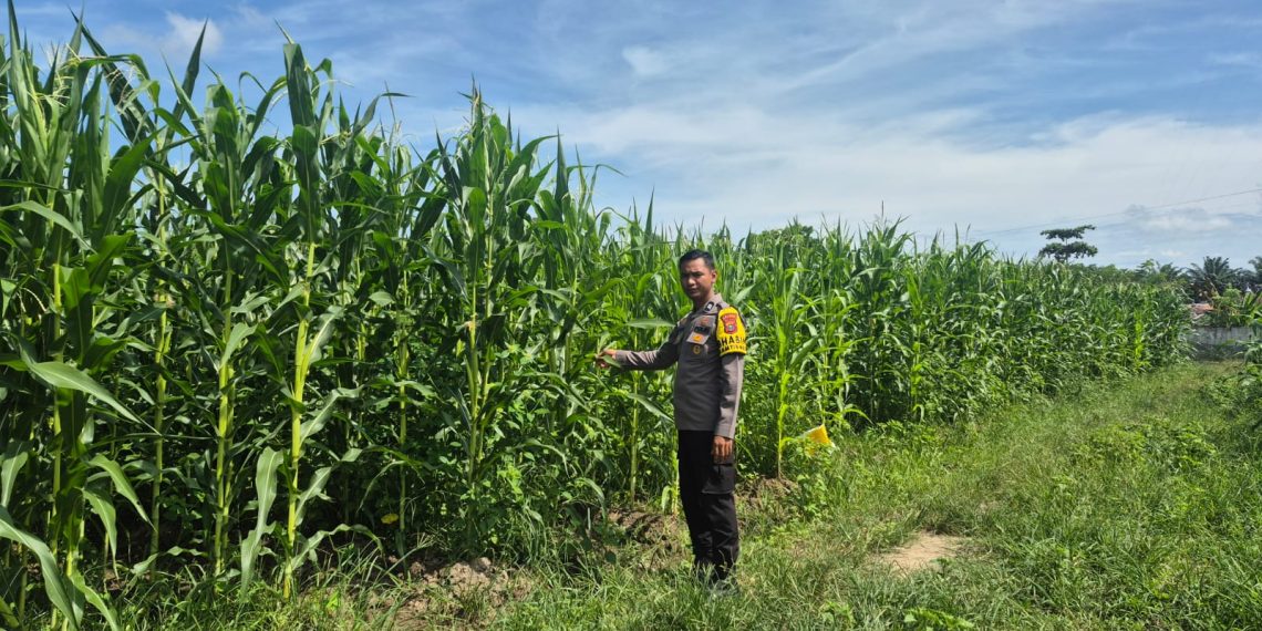 POLSEK LTD HADIR DI DESA SUKARAJA – PEMANTAUAN TANAMAN JAGUNG DUKUNG SWASMBADA”