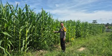 POLSEK LTD HADIR DI DESA SUKARAJA – PEMANTAUAN TANAMAN JAGUNG DUKUNG SWASMBADA”