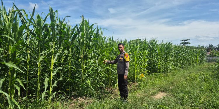 POLSEK LTD HADIR DI DESA SUKARAJA – PEMANTAUAN TANAMAN JAGUNG DUKUNG SWASMBADA”