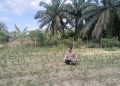 Secara rutin Bhabinkamtibmas Desa Muara Mahat Baru Bripka Robby mengecek pertumbuhan jagung pipil untuk mendukung ketahan pangan.