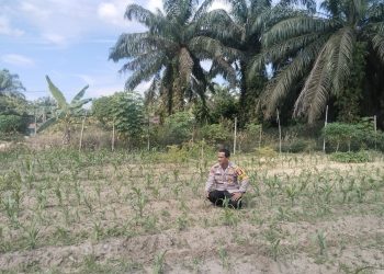Secara rutin Bhabinkamtibmas Desa Muara Mahat Baru Bripka Robby mengecek pertumbuhan jagung pipil untuk mendukung ketahan pangan.