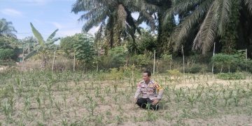 Secara rutin Bhabinkamtibmas Desa Muara Mahat Baru Bripka Robby mengecek pertumbuhan jagung pipil untuk mendukung ketahan pangan.